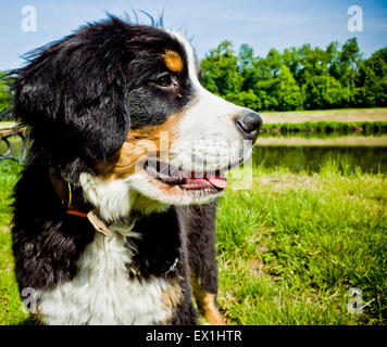 puppy of a Bernese Mountain breed Stock Photo