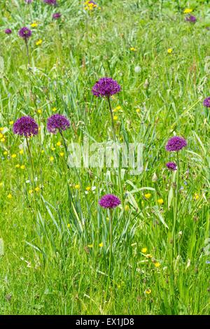 Decorative Alliums flowering in a wildflower lawn in early summer. Stock Photo