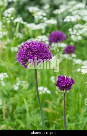 Decorative Alliums flowering in a wildflower lawn in early summer. Stock Photo
