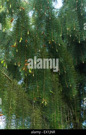 Picea breweriana - Brewer's weeping spruce Stock Photo