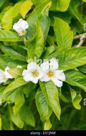 Common medlar or Dutch medlar - Mespilus germanica Stock Photo