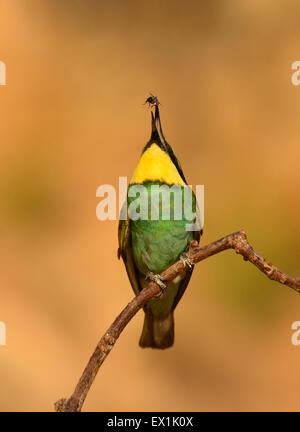 European bee-eater ,Merops Apiaster, feeding on fly Stock Photo