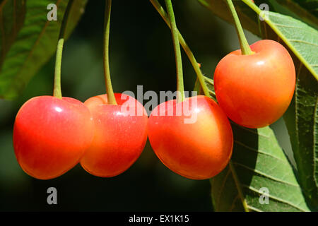 Cherries on a tree Stock Photo