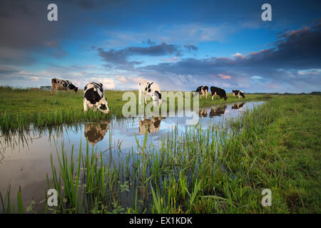 cows grazing on pasture by river in summer Stock Photo