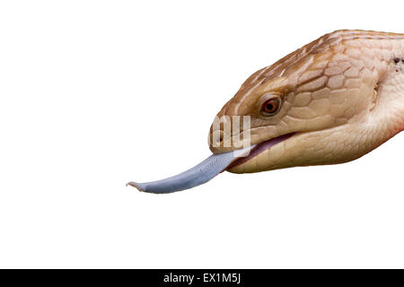 Blue Tongue Skink isolated on a white background with tongue sticking out Stock Photo