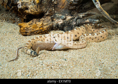 Sidewinder  Crotalus cerastes cercobombus  Pima County, Arizona, United States  13 June        Adult with Pocket Mouse (Chaetodi Stock Photo