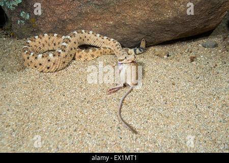 Sidewinder  Crotalus cerastes cercobombus  Pima County, Arizona, United States  13 June        Adult with Pocket Mouse (Chaetodi Stock Photo