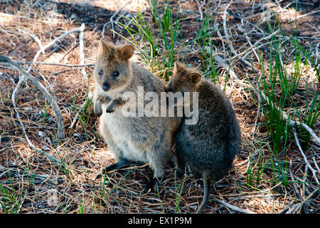 Quokka - Rottnest Island - Australia Stock Photo