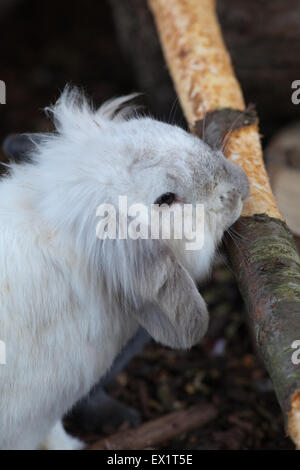 Rabbit (Oryctolagus cuniculus). Lop eared. Pet animal chewing bark from a supplied tree log. Environmental enrichment. Stock Photo