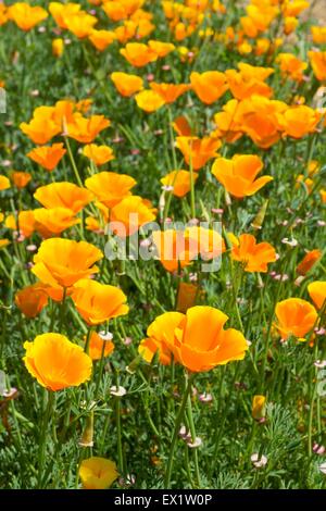 Papaver nudicaule - Arctic poppy, Iceland poppy, flowering in a summer garden Stock Photo