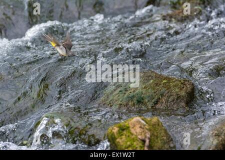 Grey Wagtail - Motacilla cinerea, adult male in flight over fast flowing river, Derbyshire, England, June Stock Photo