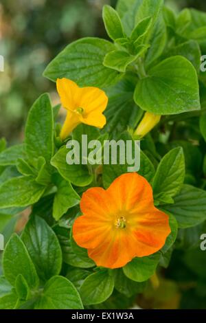 Streptosolen jamesonii - marmalade bush Stock Photo