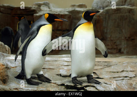 King penguin (Aptenodytes patagonicus) at Schönbrunn Zoo in Vienna, Austria. Stock Photo