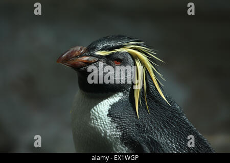 Northern rockhopper penguin (Eudyptes moseleyi) at Schönbrunn Zoo in Vienna, Austria. Stock Photo