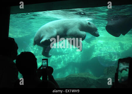 Visitors look as a polar bear (Ursus maritimus) swimming underwater at Schönbrunn Zoo in Vienna, Austria.
