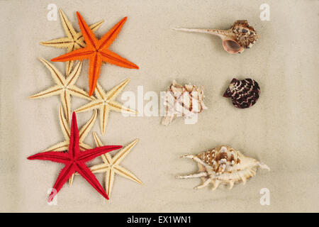 Colorful painted Starfishes and sea shells on light gray sand Stock Photo