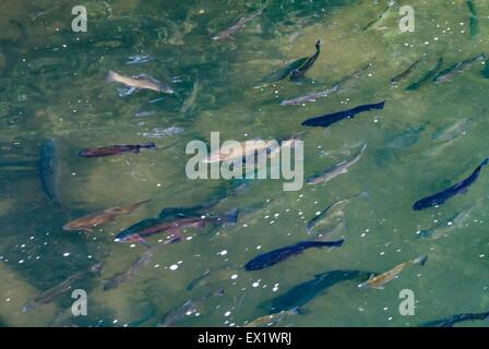 Rainbow trout shoal in freshwater Stock Photo