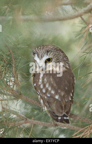 Northern Saw-whet Owl Stock Photo