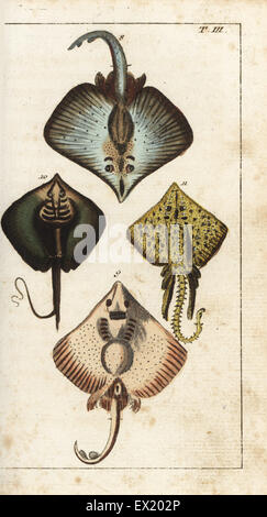 Skate, Dipturus batis 8,9, stingray, Dasyatis pastinaca 10, and thornback ray, Raja clavata 11. Handcolored copperplate engraving from Gottlieb Tobias Wilhelm's Encyclopedia of Natural History: Fish, Augsburg, 1804. Wilhelm (1758-1811) was a Bavarian clergyman and naturalist known as the German Buffon. Stock Photo