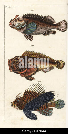 Black scorpion fish, Scorpaena porcus 120, estuarine stonefish, Synanceia horrida 121, and red lionfish, Pterois volitans 122. Handcolored copperplate engraving from Gottlieb Tobias Wilhelm's Encyclopedia of Natural History: Fish, Augsburg, 1804. Wilhelm (1758-1811) was a Bavarian clergyman and naturalist known as the German Buffon. Stock Photo