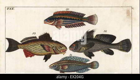 Rainbow wrasse, Coris julis 30, argus wrasse, Halichoeres argus 31, brown meagre, Sciaena umbra 32 and shi drum, Umbrina cirrosa 33. Handcolored copperplate engraving after Jacob Nilson from Gottlieb Tobias Wilhelm's Encyclopedia of Natural History: Fish, Augsburg, 1804. Wilhelm (1758-1811) was a Bavarian clergyman and naturalist known as the German Buffon. Stock Photo