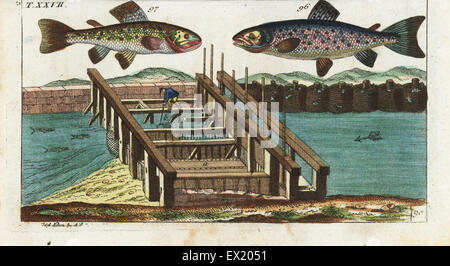 Sea trout, Salmo trutta trutta 96, brown trout, Salmo trutta fario 97, and trout fishing method using a wooden dam with nets and grids. Handcolored copperplate engraving after Jacob Nilson from Gottlieb Tobias Wilhelm's Encyclopedia of Natural History: Fish, Augsburg, 1804. Wilhelm (1758-1811) was a Bavarian clergyman and naturalist known as the German Buffon. Stock Photo