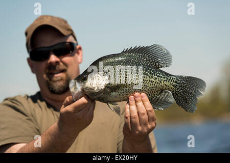 Large Black Crappie Stock Photo