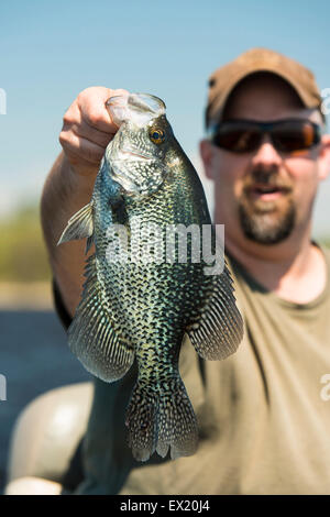 Large Black Crappie Stock Photo