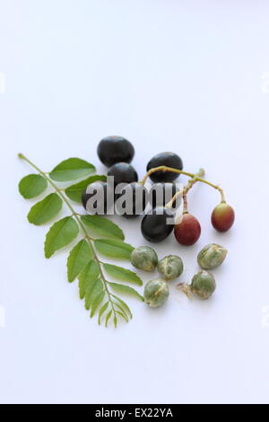 Curry Leaves or known as  Murraya Koenigii  with Seeds on  white background Stock Photo