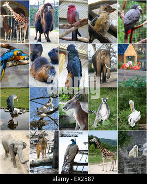 Different animals collage Stock Photo