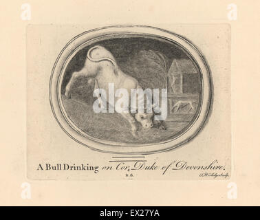 Carving of a bull drinking, on cornelian from the Duke of Devonshire's collection. Copperplate engraving by Thomas Worlidge from James Vallentin's One Hundred and Eight Engravings from Antique Gems, 1863. Stock Photo