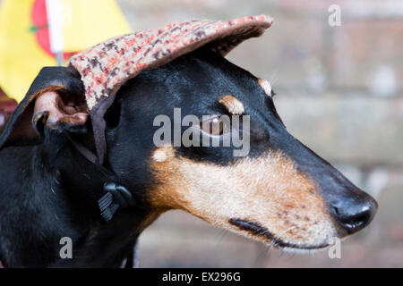 Dogs Wearing Hats or Hounds in Hat.   Oscar, a 4 month old English Toy Terrier sports his Lancashire cloth flat cap, with cut-out for ears, to stay cool & shaded in the UK heatwave, Blackrod, Lancashire,  Cernan Elias/Alamy Live News Stock Photo