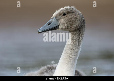 Mute swan, Cygnus olor, single cygnet head shot,  Warwickshire, July 2015 Stock Photo