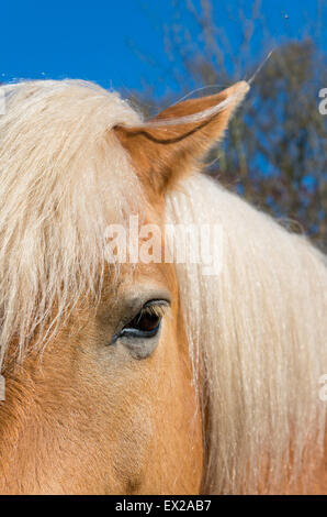 closeup of a norwegian fjord horse head Stock Photo