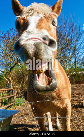 funny portrait of a laughing horse Stock Photo