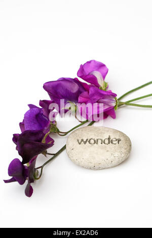 Lathyrus odoratus. Sweet pea flowers and a pebble with the word wonder engraved on it against a white background. Stock Photo