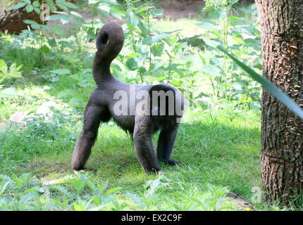 South American Common Brown or Humboldt's woolly monkey ( Lagothrix lagotricha), walking on the forest floor Stock Photo
