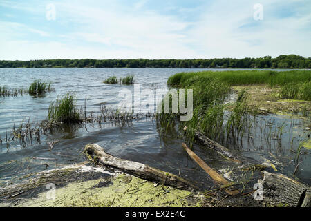 White Lake shoreline near Whitehall, Michigan, USA. The shallows are filled with cattails, duckweed and driftwood. Stock Photo