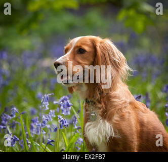 Golden cocker spaniel in bluebells Stock Photo