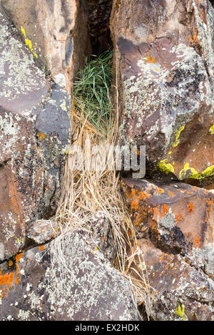 American Pika Ochotona princeps north of Escelante, Garfield County, Utah, United States 29 June     Grass drying in "hay mound" Stock Photo
