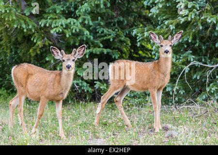 Mule Deer  Odocoileus hemionus Cedar Breaks National Monument, Iron County, Utah, United States 29 June     Young male or spike Stock Photo