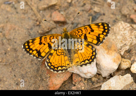 Pale Crescent  Phyciodes pallida south of Tropic Reservior, Kane County, Utah, United States 26 June     Adult Male       Nympha Stock Photo
