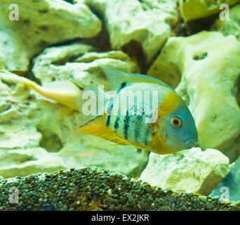 Tropical fish Uaru Amphiacanthoides cichlidae, lives in Latin America in river Amazon river, recorded in aquarium. Stock Photo