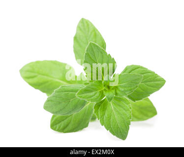 Fresh pennyroyal mint isolated on white Stock Photo