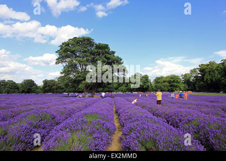 Mayfield Lavender, Banstead, Surrey, UK. 5th July, 2015. UK Weather: Colourful scenes at Mayfield Lavender in Surrey where hundreds of visitors have come to see the crop at its prime. A stunning sight on the Surrey, London borders near Banstead, a field of dazzling purple that would look more at home in the south of France. The lavender will soon be harvested to be dried or made into oil.  Stock Photo