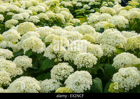 Hydrangea arborescens Annabelle  white balls summer flowers Stock Photo