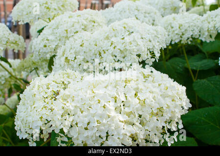 Hydrangea arborescens Annabelle  white balls summer flowers Stock Photo