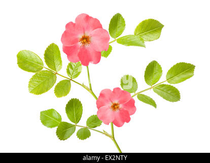 Dog rose isolated on white Stock Photo