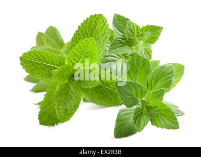 Fresh mint  isolated on white background Stock Photo