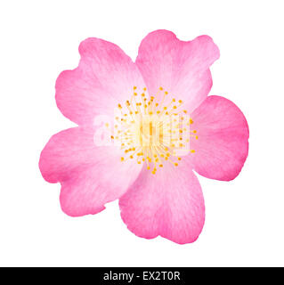 Dog rose flower isolated on white Stock Photo